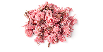 桜の塩漬け